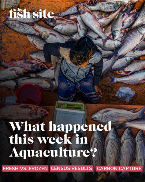 the fish site|The Fish Site (@thefishsite) • Instagram photos and .